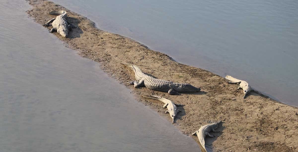 राप्ती नदीमा १३३ गोही छाडियो
